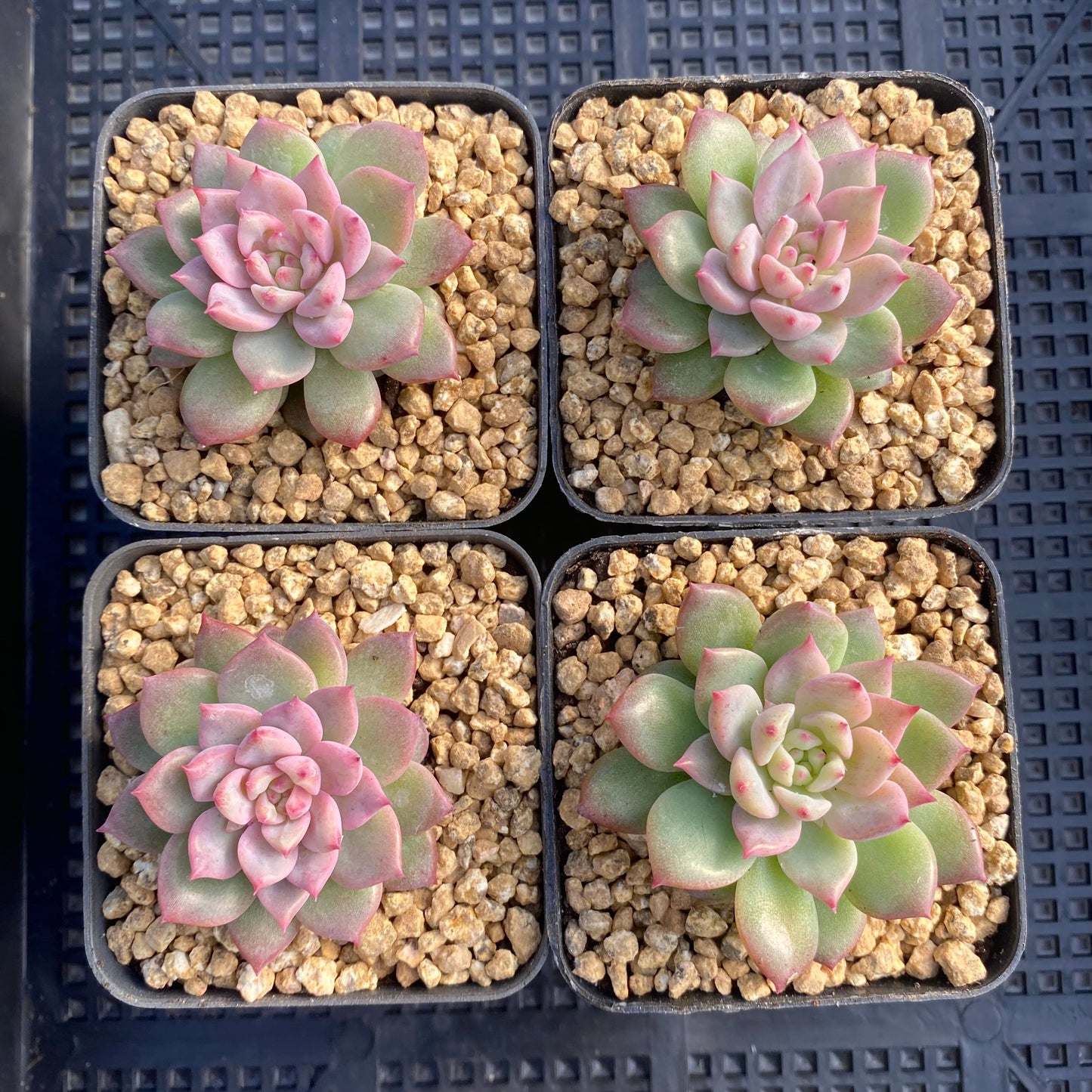 Echeveria frosty bloom/frost flower