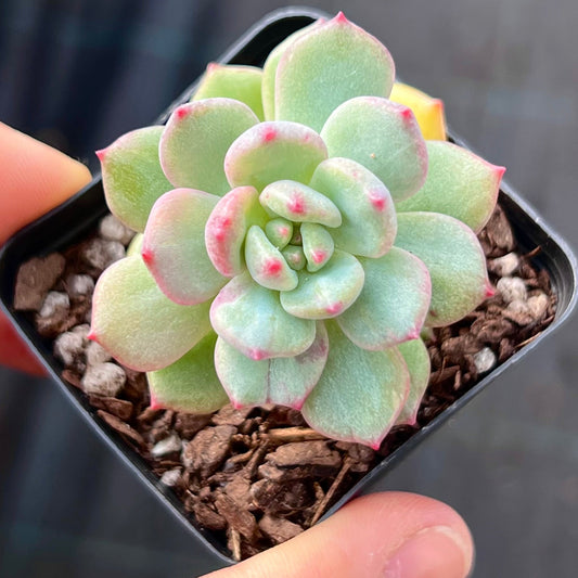 Echeveria Green Apple