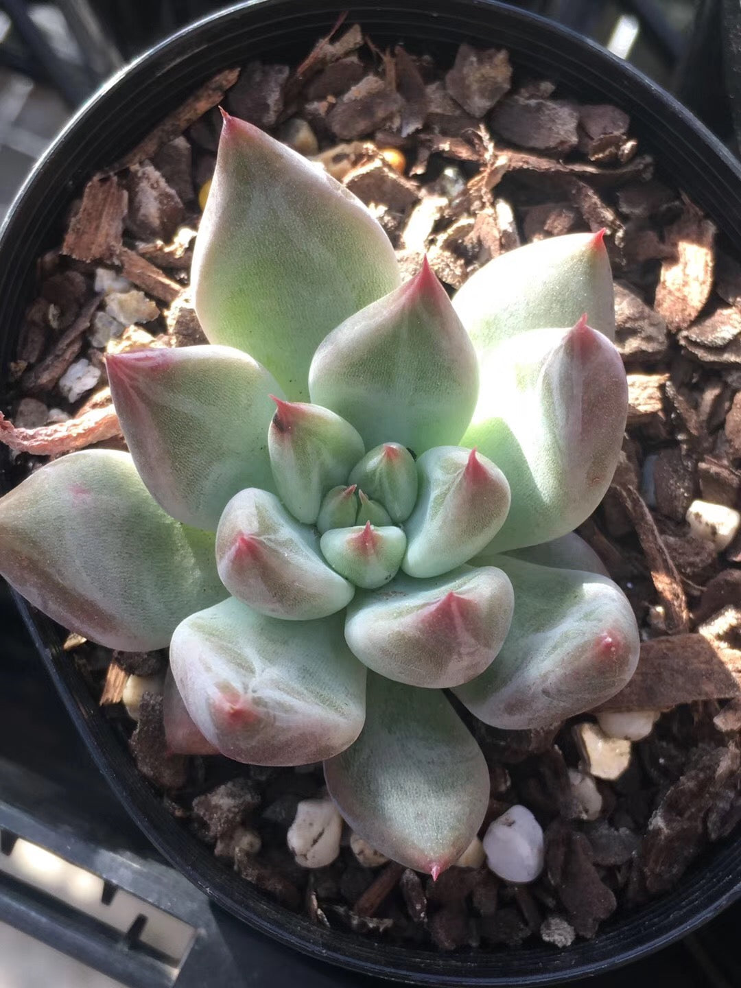 Echeveria Psyche S
