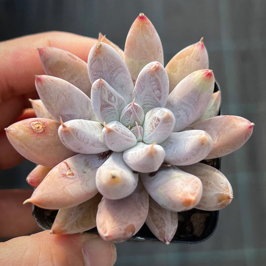 Echeveria Tolimanensis