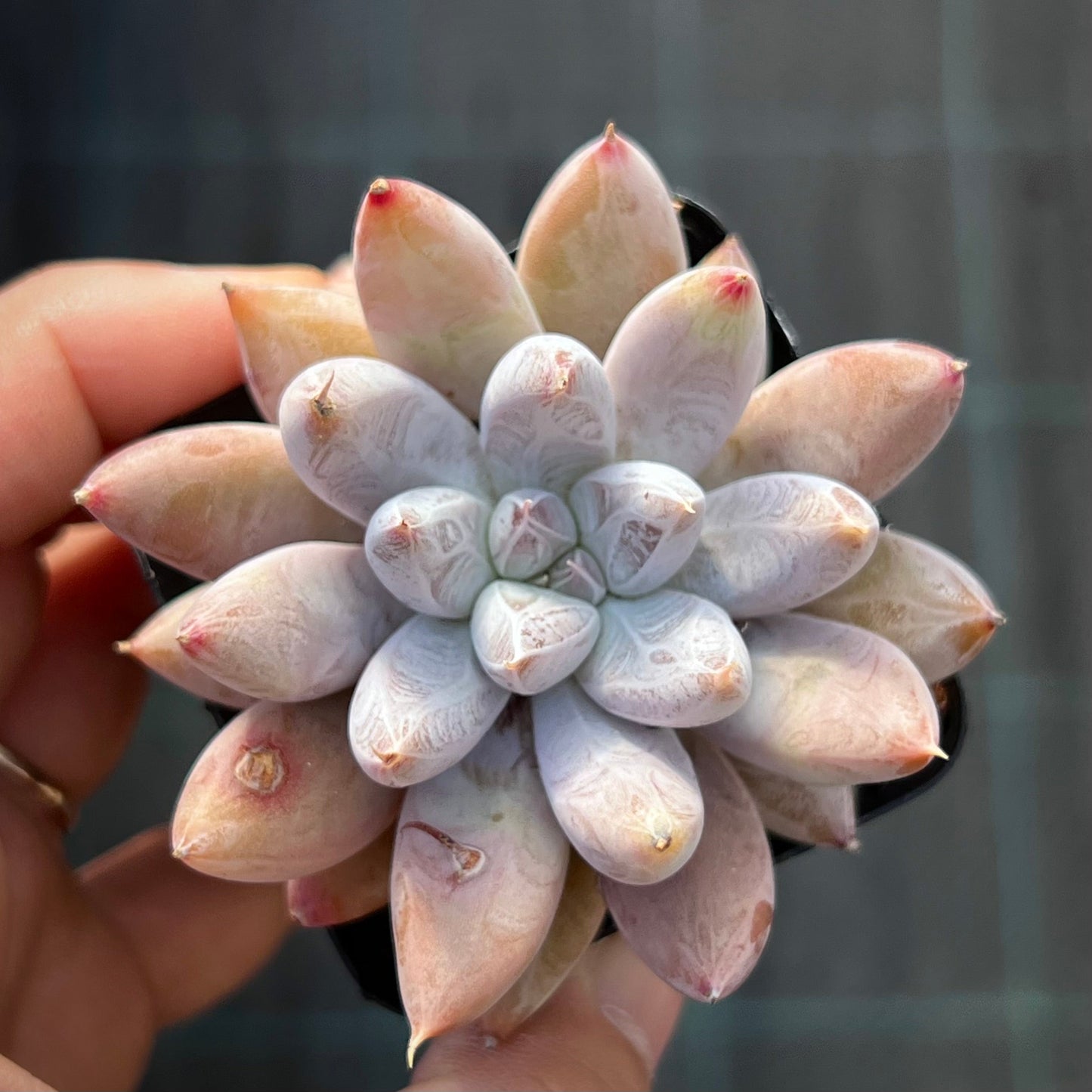 Echeveria Tolimanensis