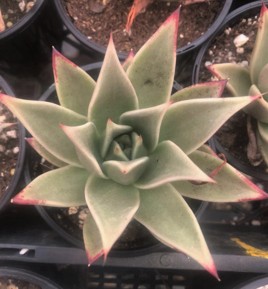 Echeveria 'after all'
