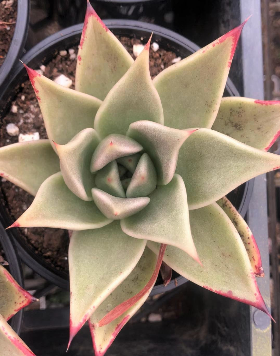 Echeveria 'after all'
