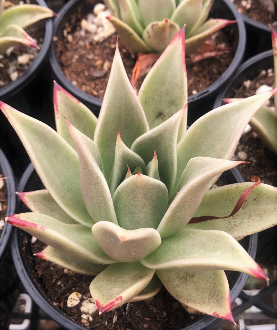 Echeveria 'after all'