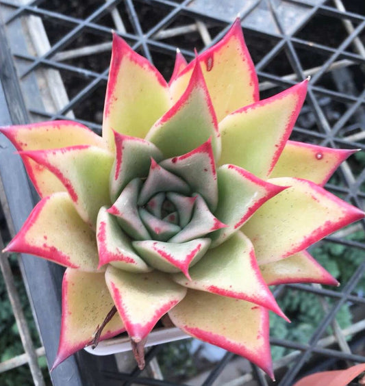 Echeveria 'after all'