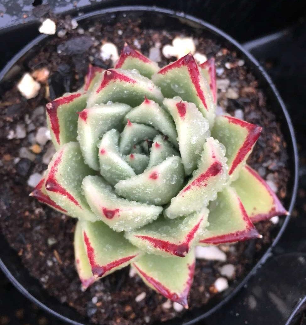 Echeveria 'after all'