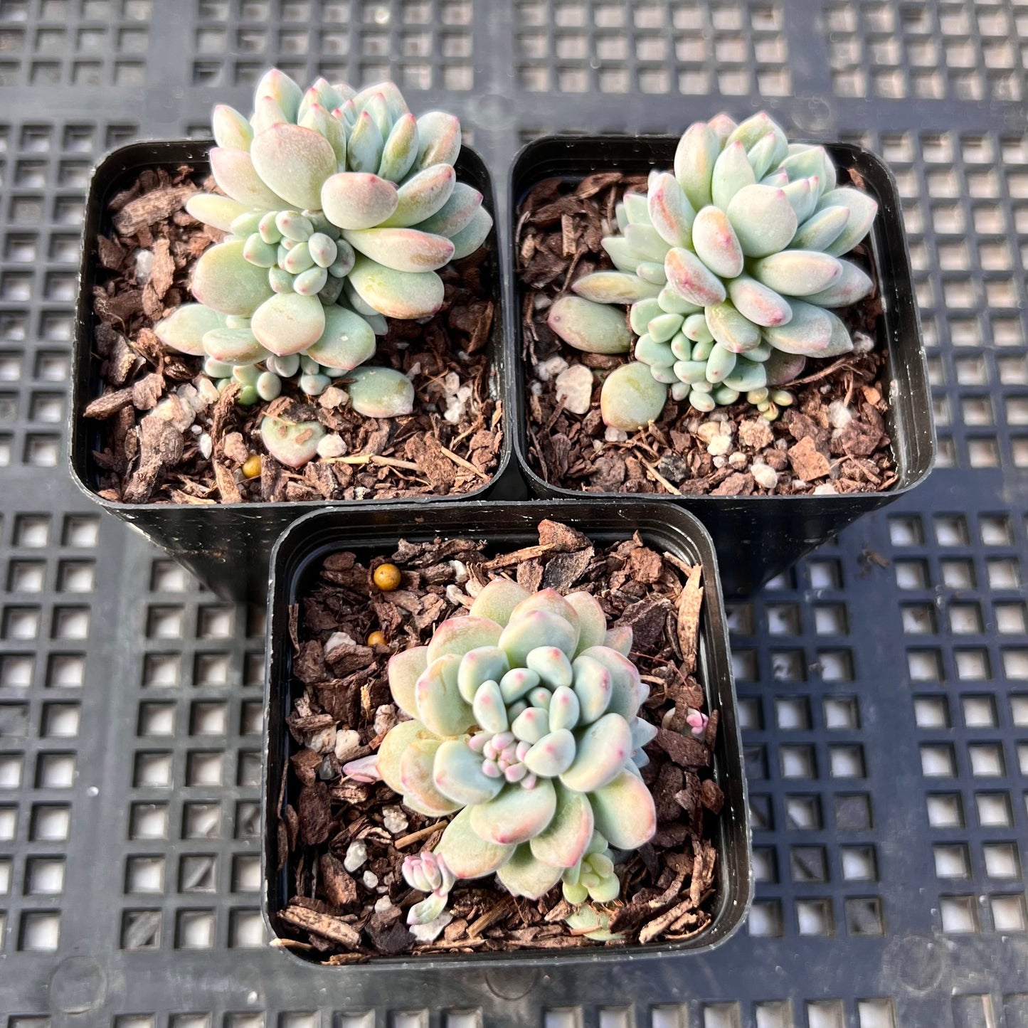 Echeveria amoena round asian form