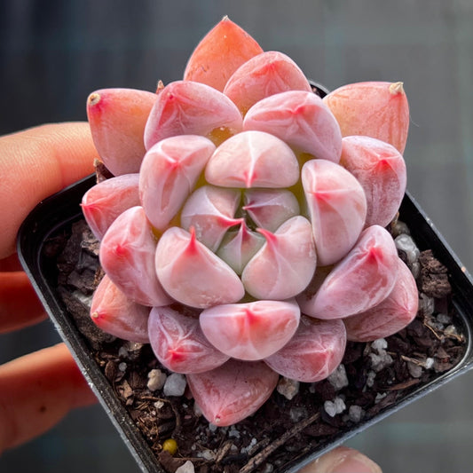 Echeveria beris