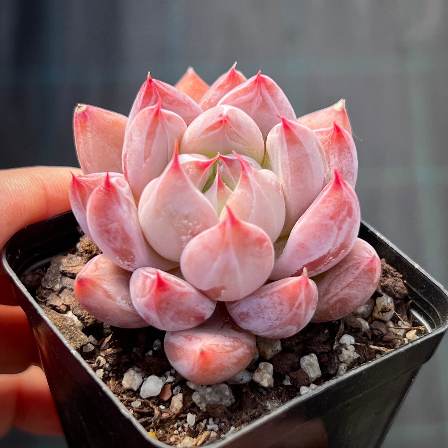 Echeveria beris