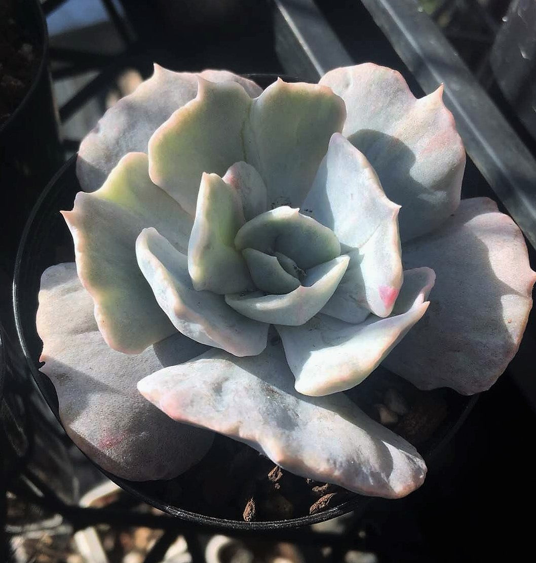 Echeveria lilacina monstrose