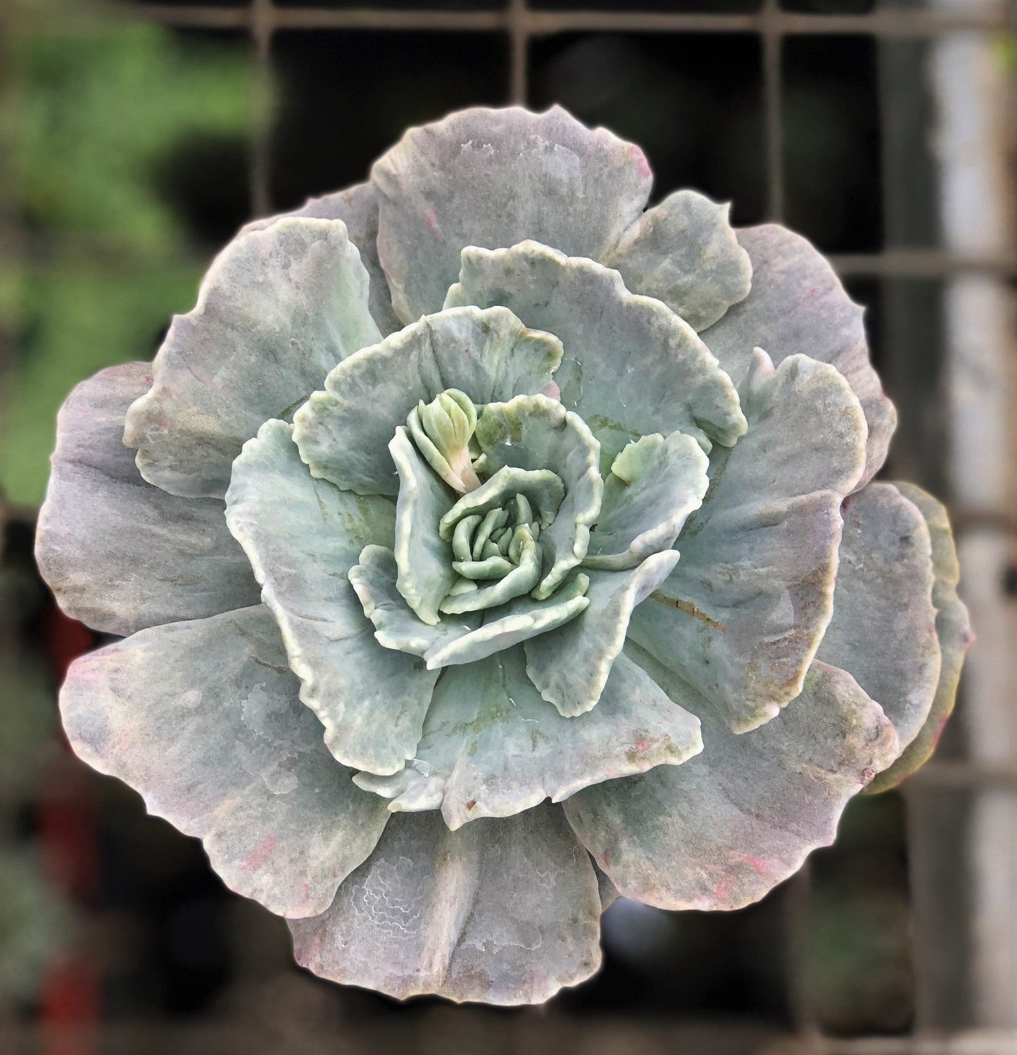 Echeveria lilacina monstrose