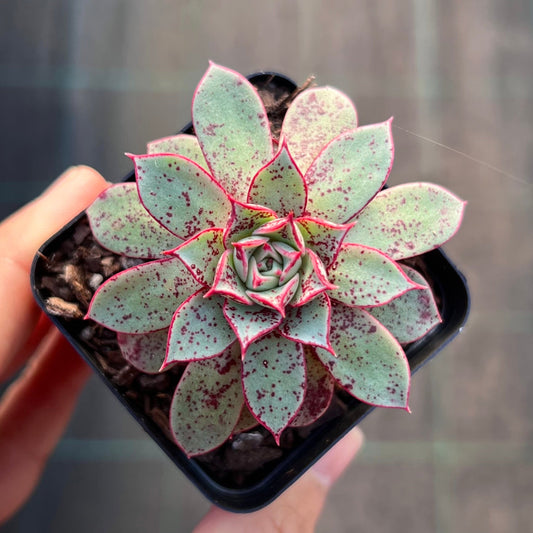 Echeveria longissima var. aztatlensis