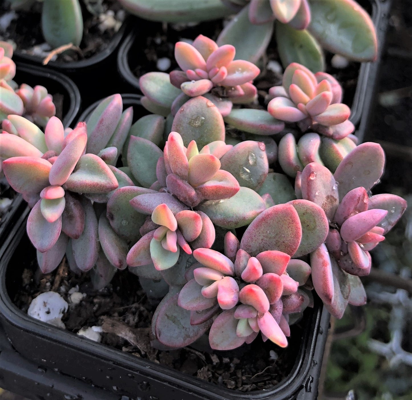 Echeveria Manaudes
