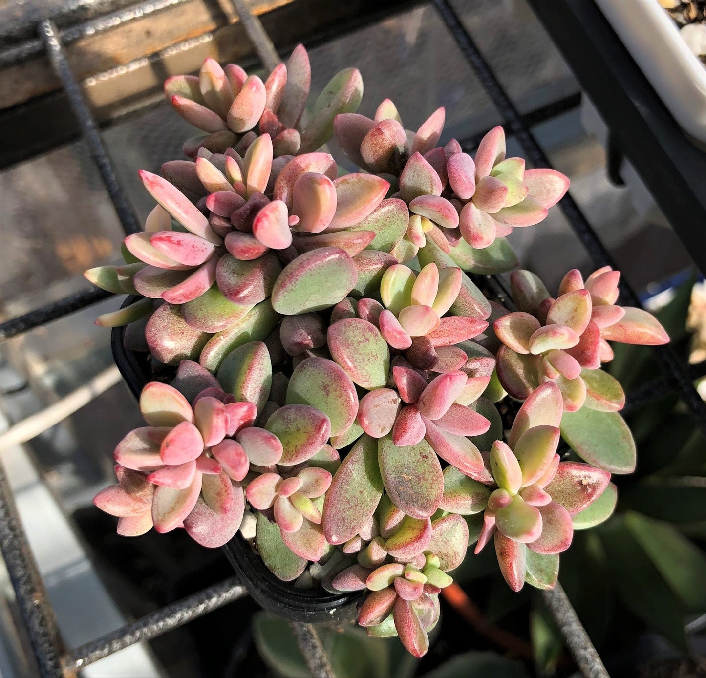 Echeveria Manaudes