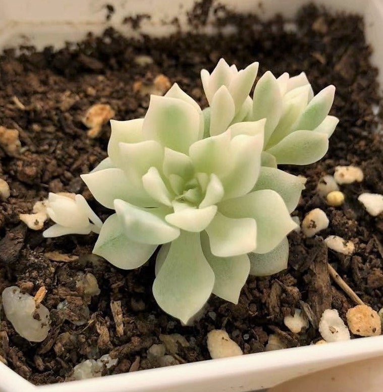 Echeveria prolifica variegated 'little rose' S