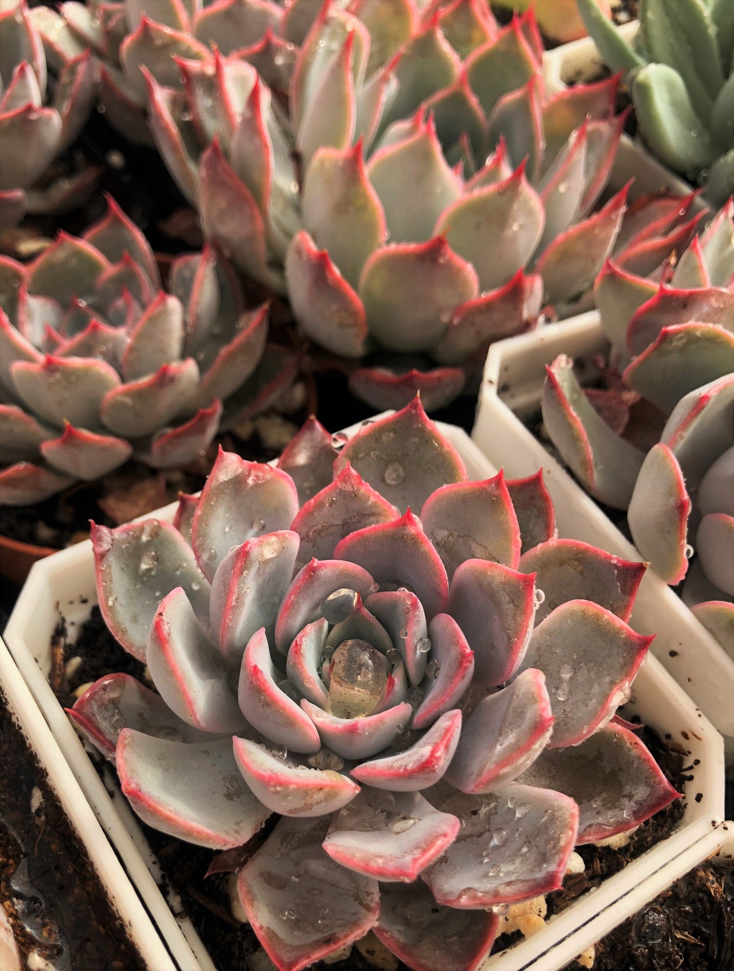 Echeveria roullete