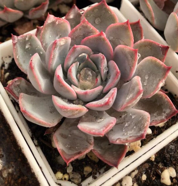 Echeveria roullete