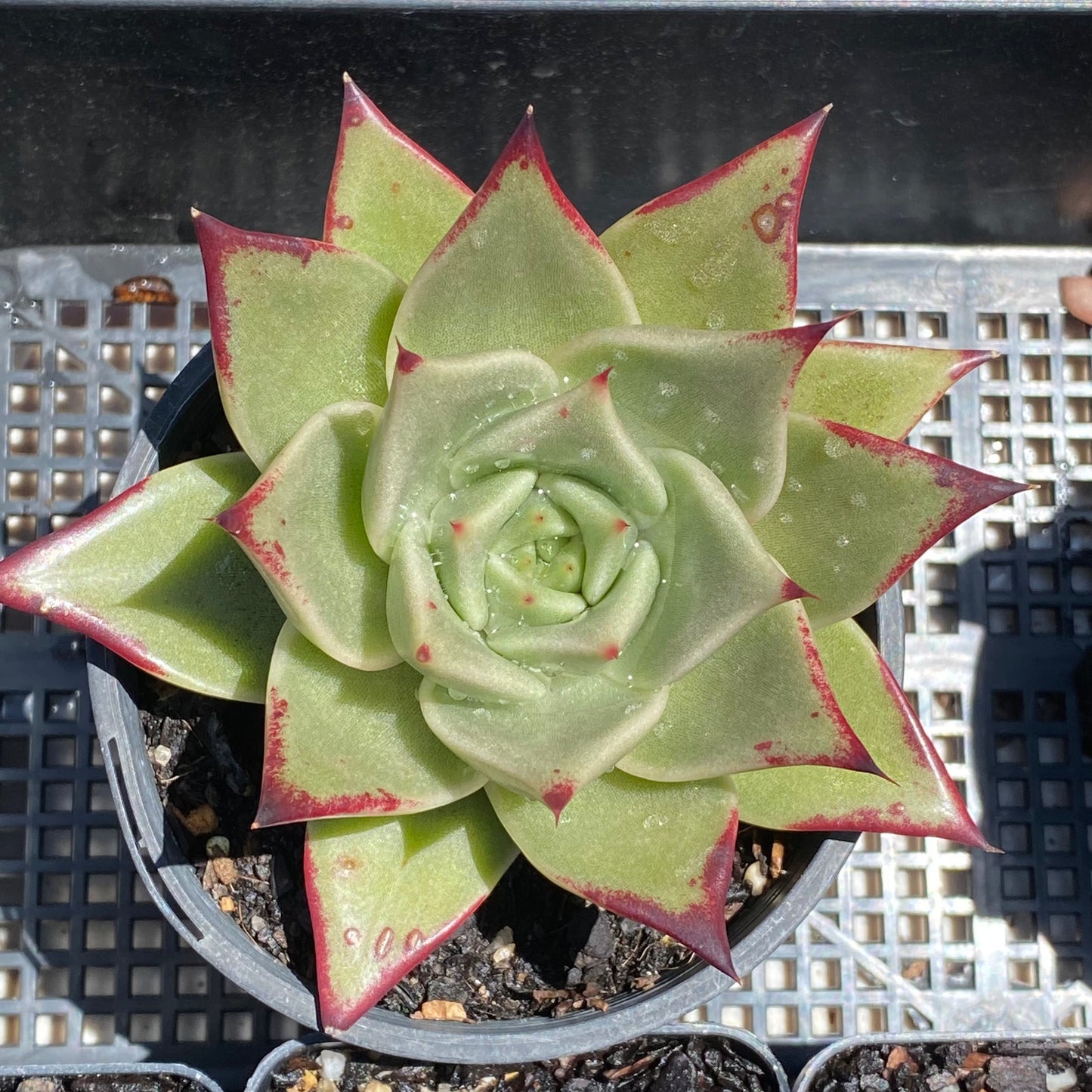 Echeveria 'after all'