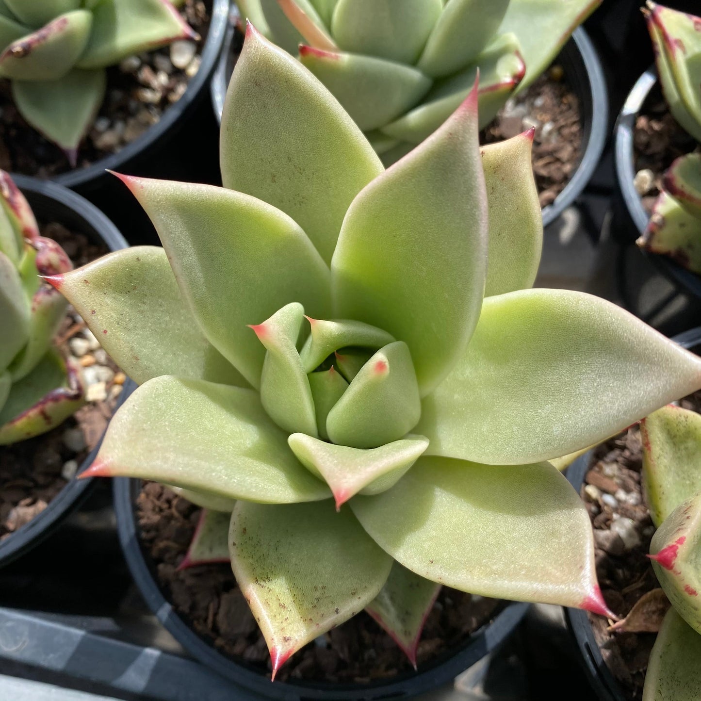 Echeveria 'after all'