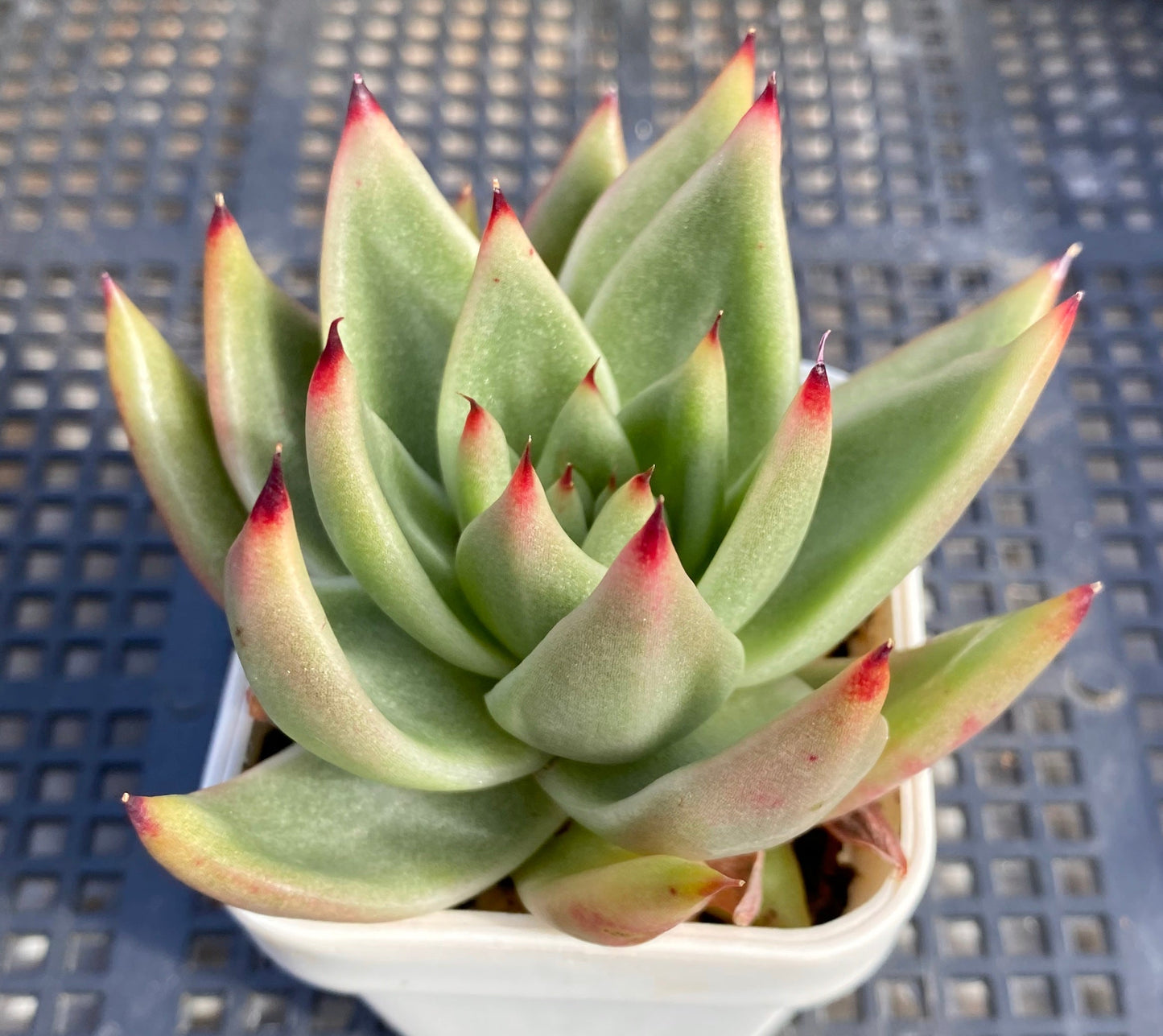 Echeveria agavoides gaya