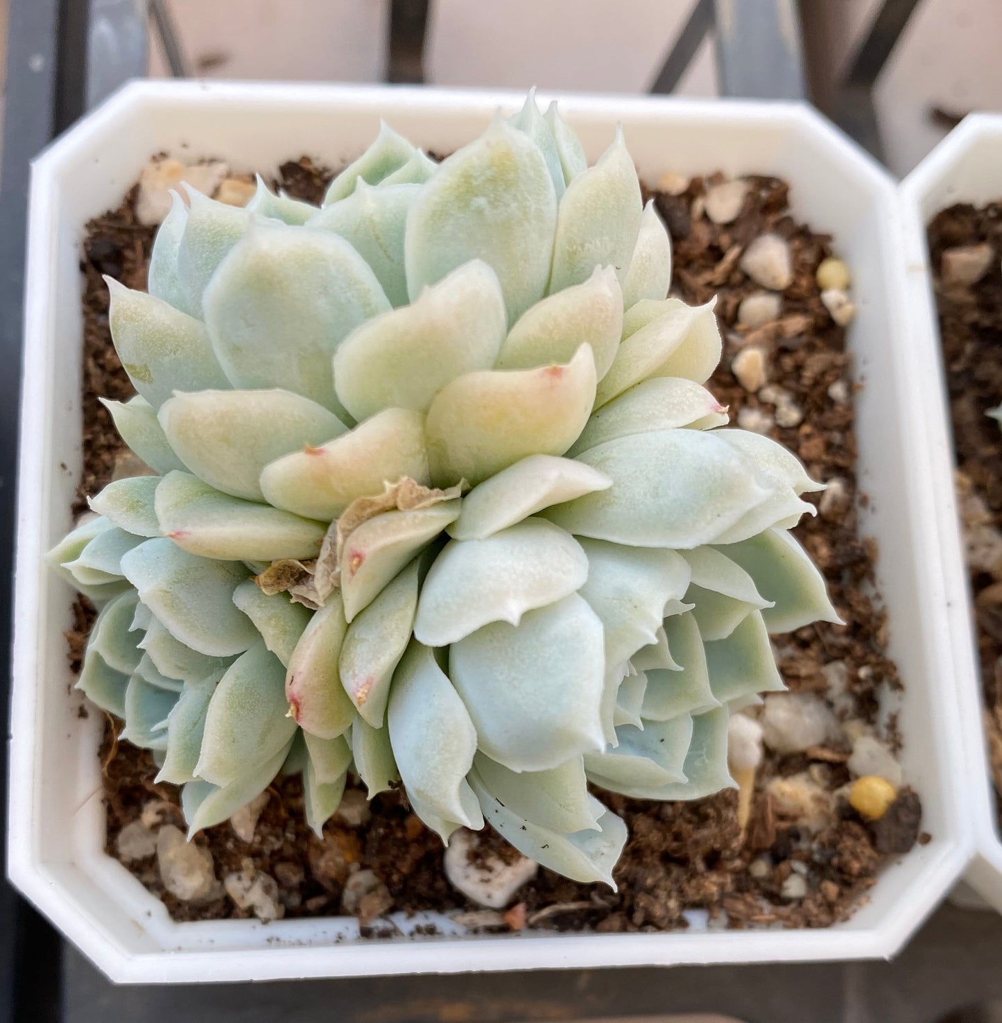 Echeveria albicans x lindsayana