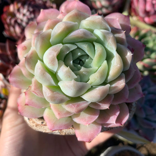 Echeveria albicans x lindsayana