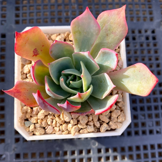 Echeveria alpine rose