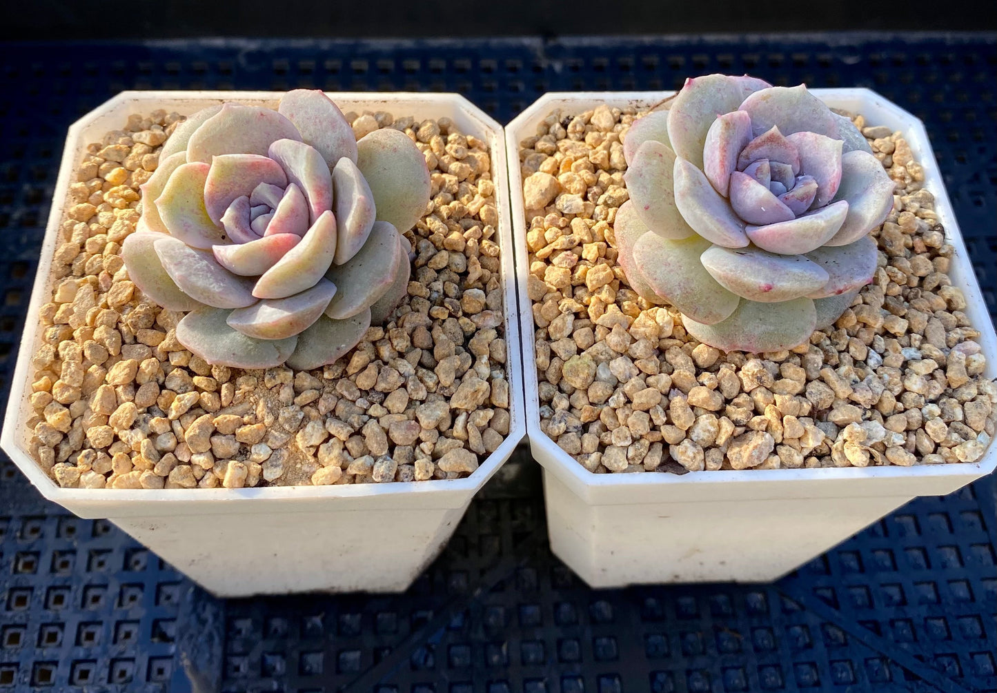 Echeveria amazing grace