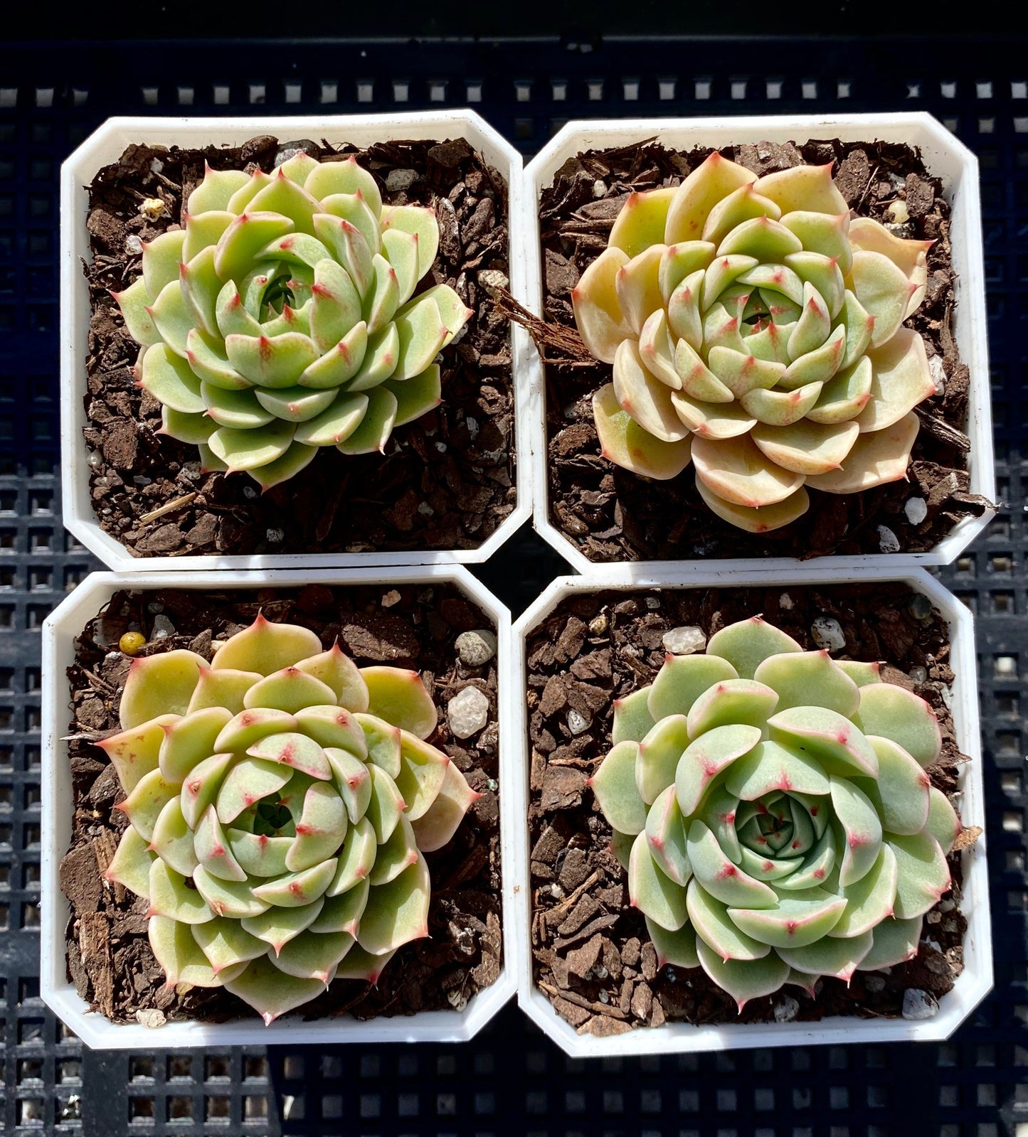 Echeveria ben badis