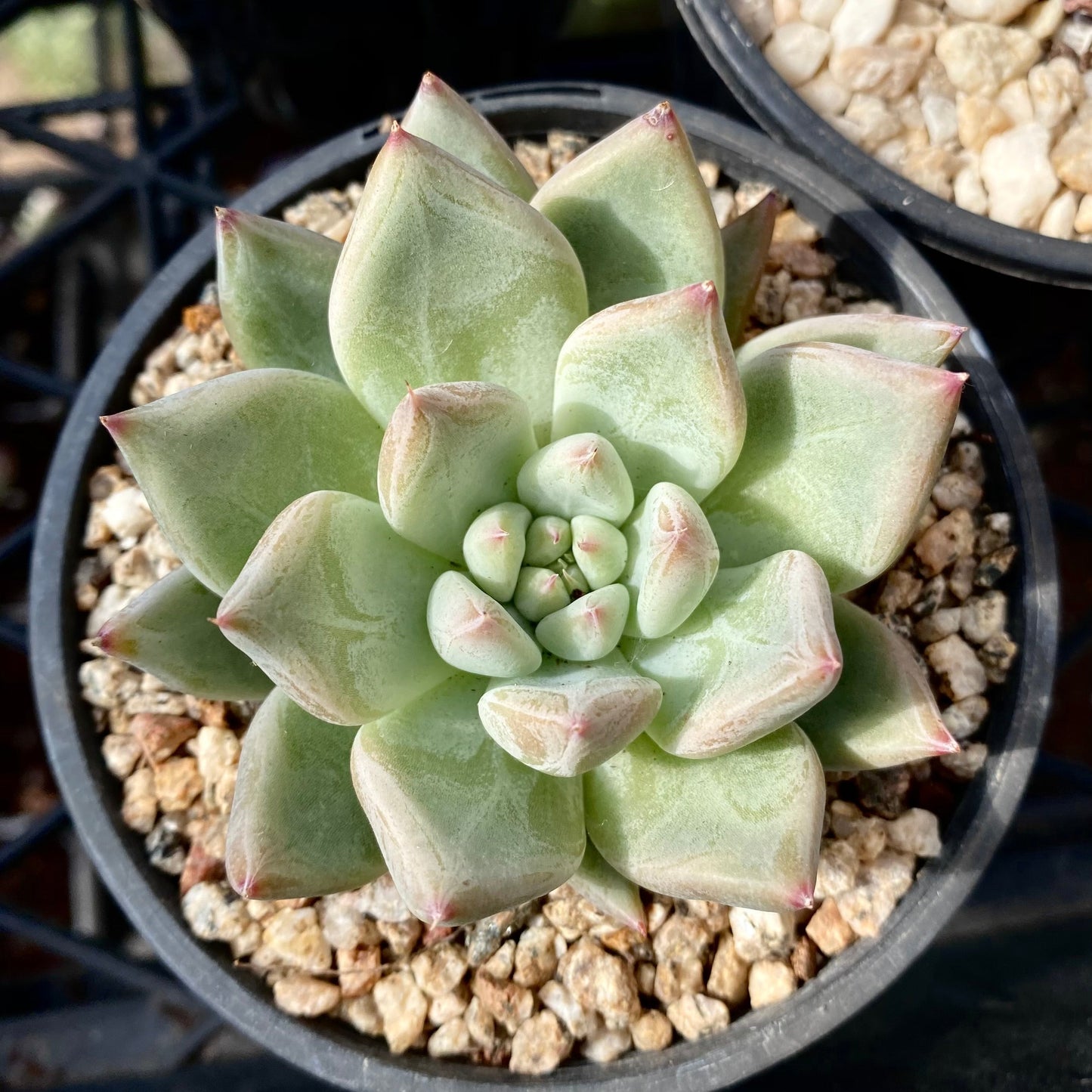 Echeveria beris