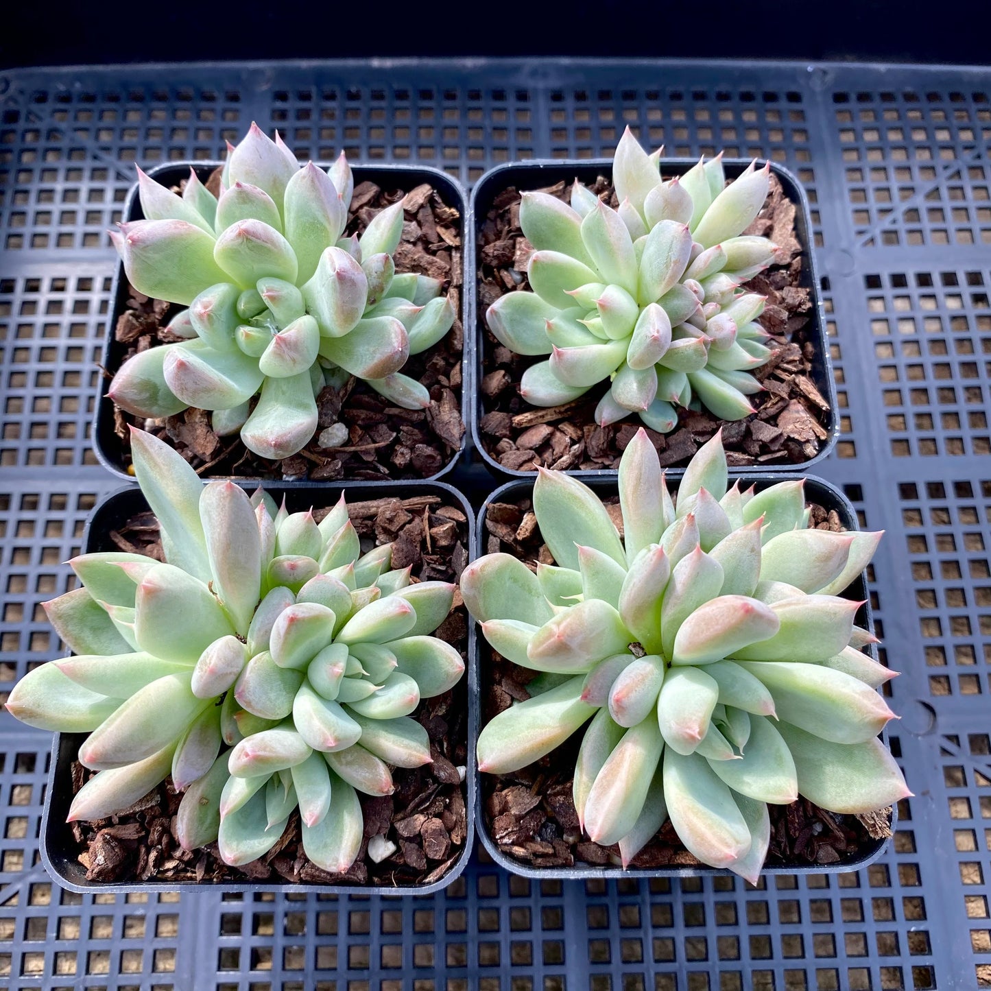 Echeveria beris