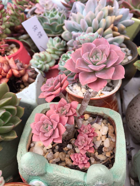 Echeveria bicolour