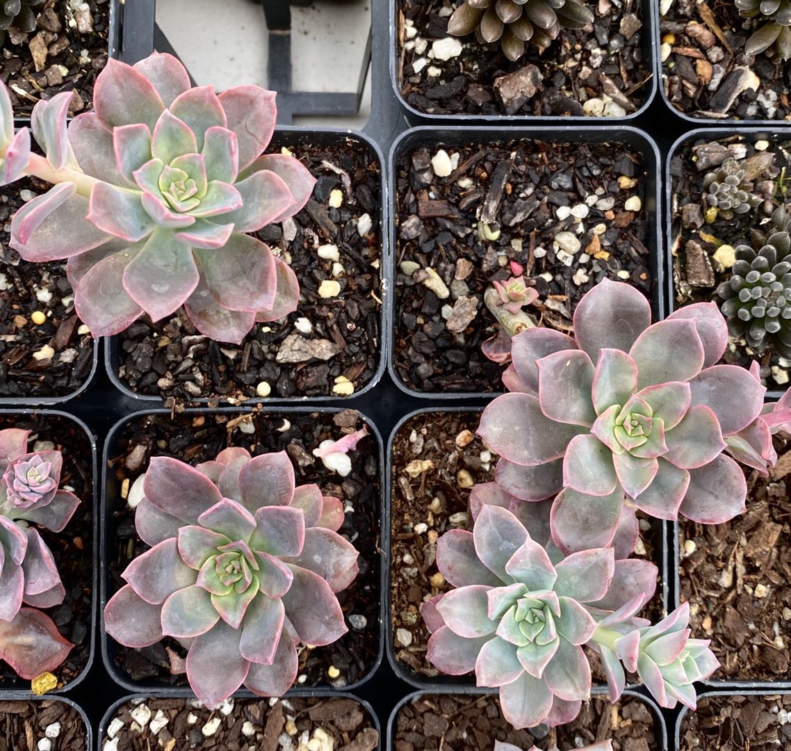 Echeveria bicolour