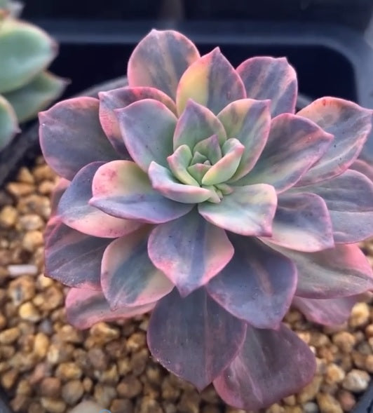 Echeveria bicolour variegata