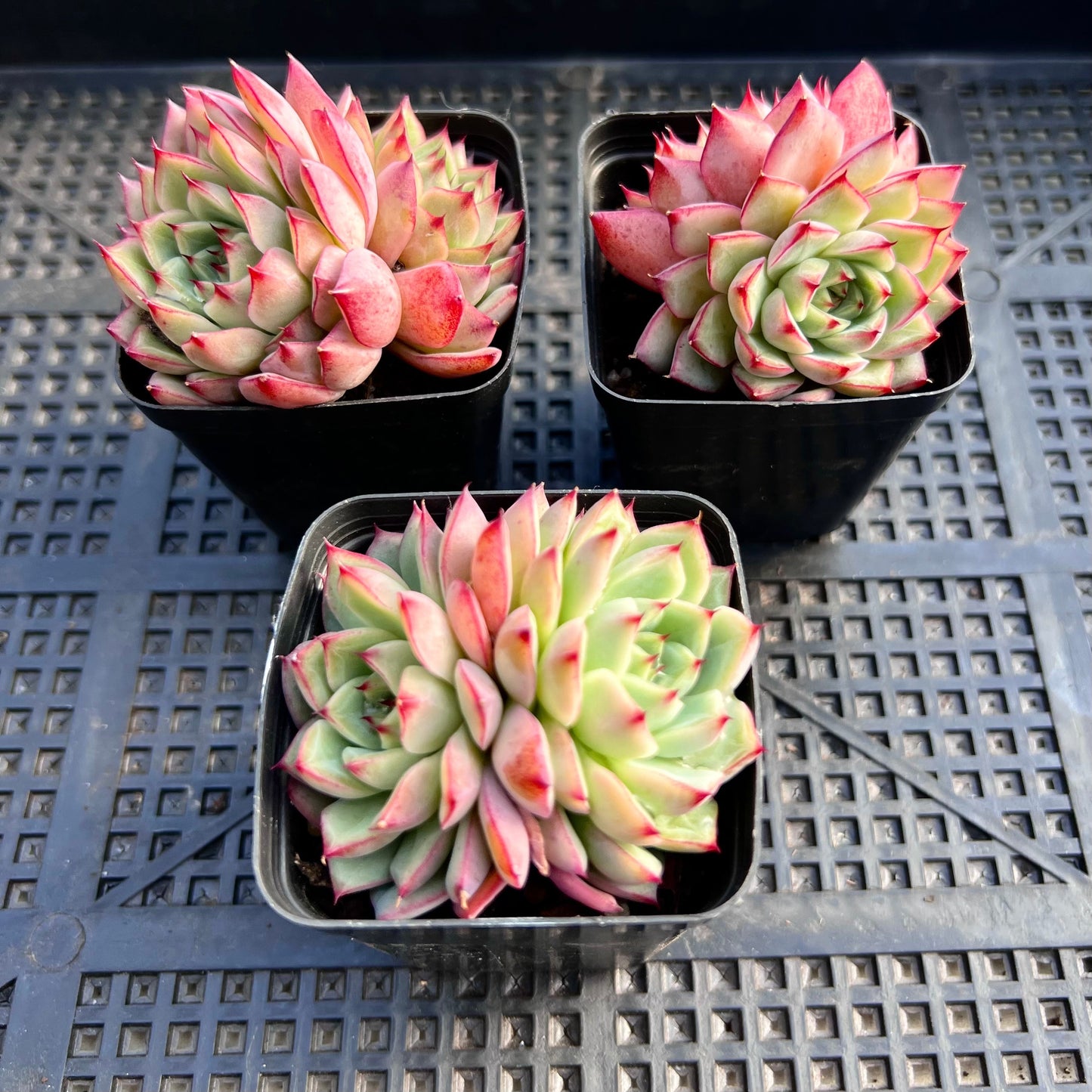Echeveria blue diamond