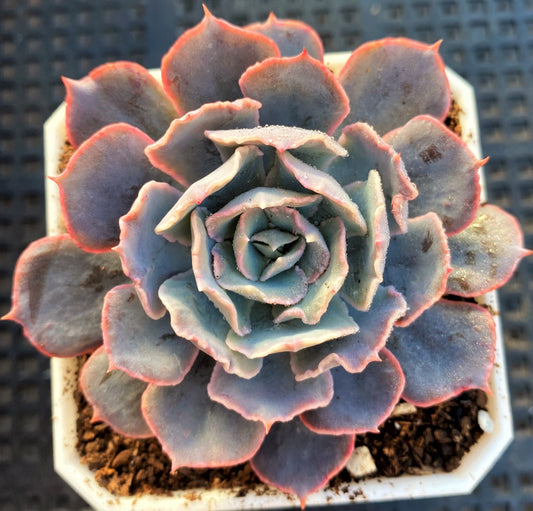 Echeveria blue heron