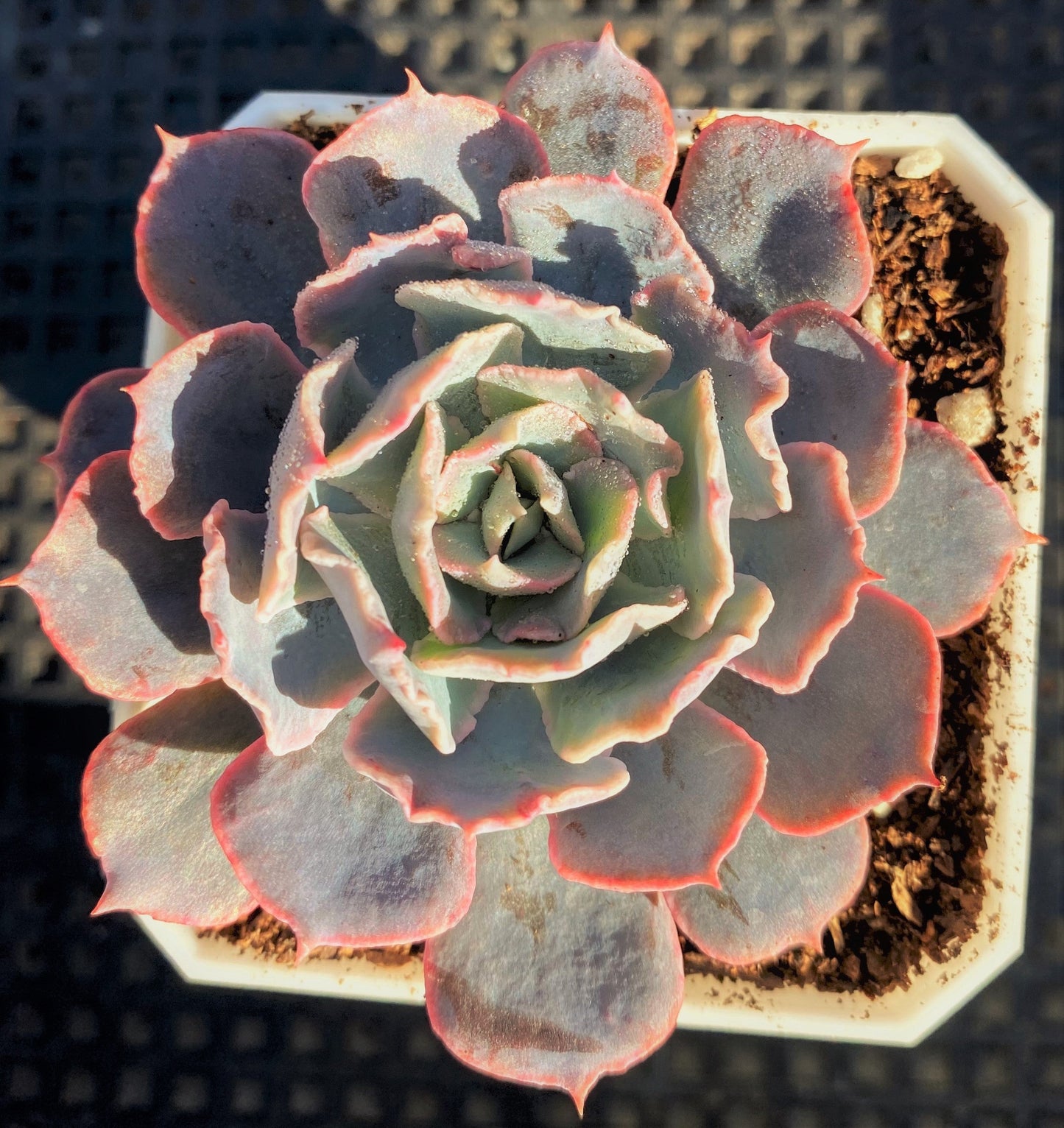 Echeveria blue heron