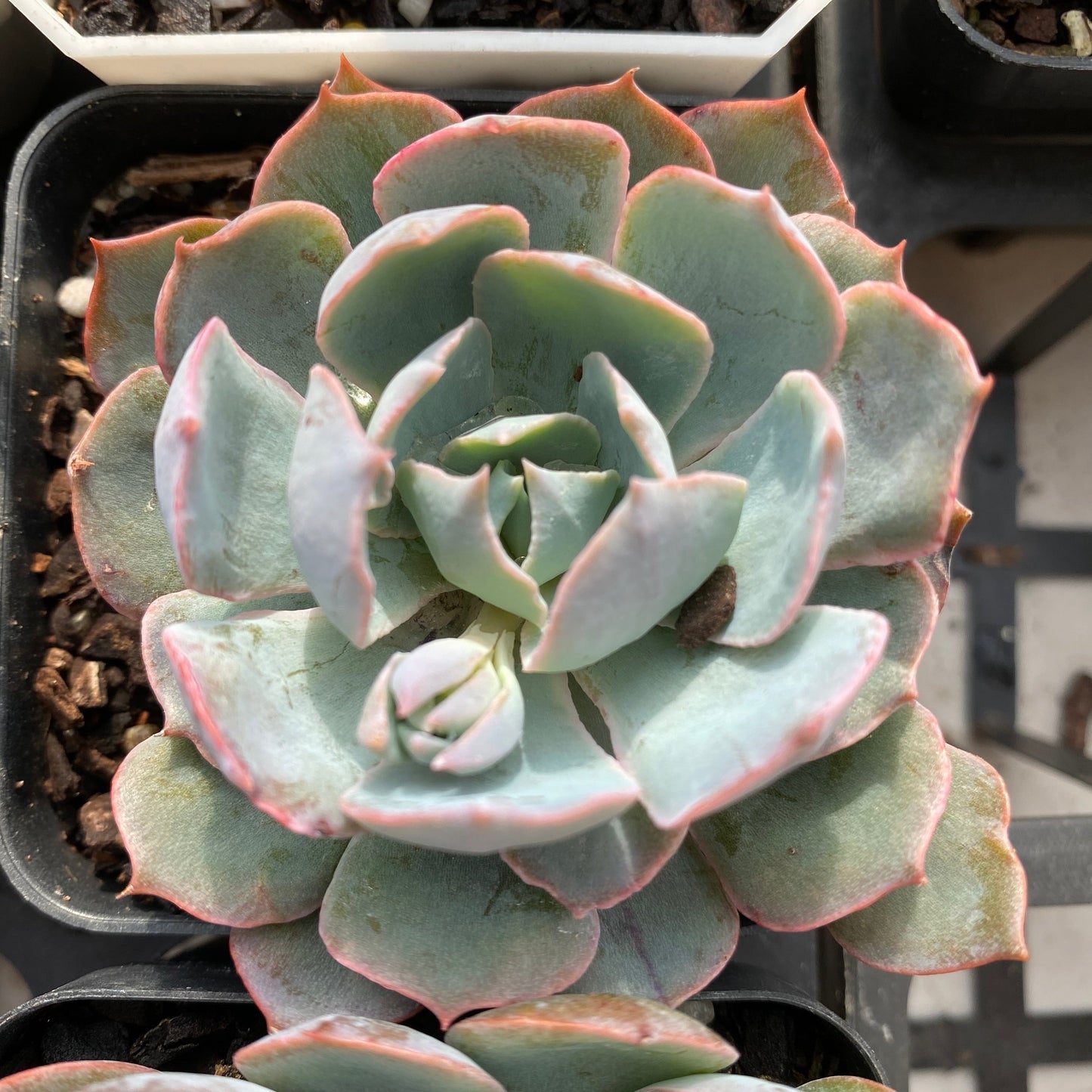 Echeveria blue heron