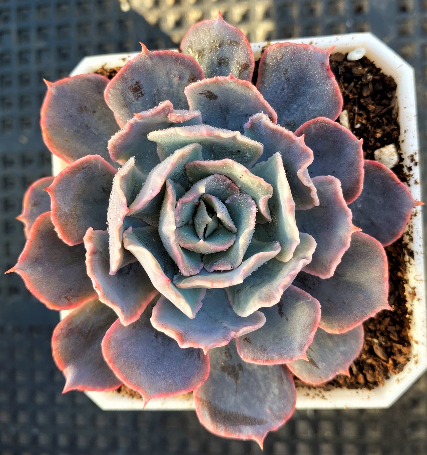 Echeveria blue heron
