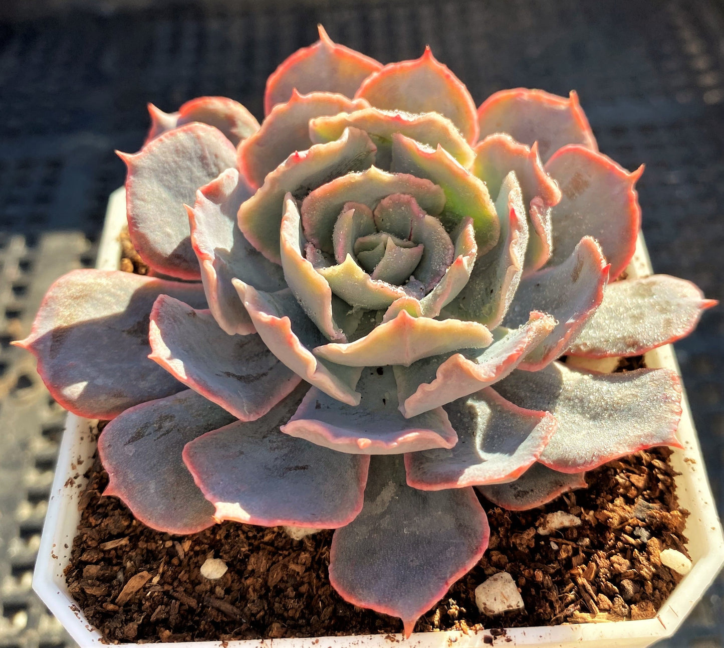 Echeveria blue heron