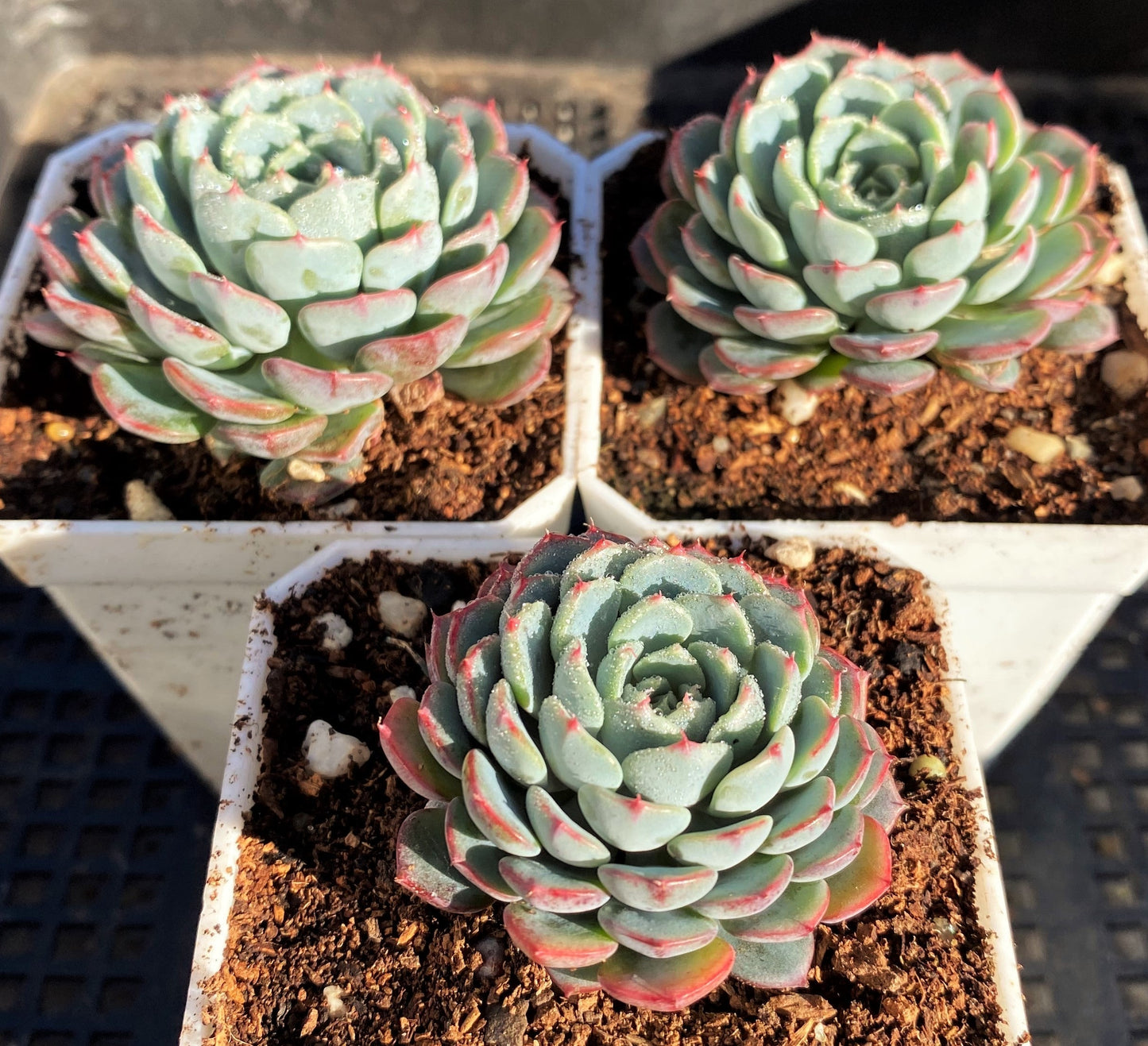 Echeveria blue minima
