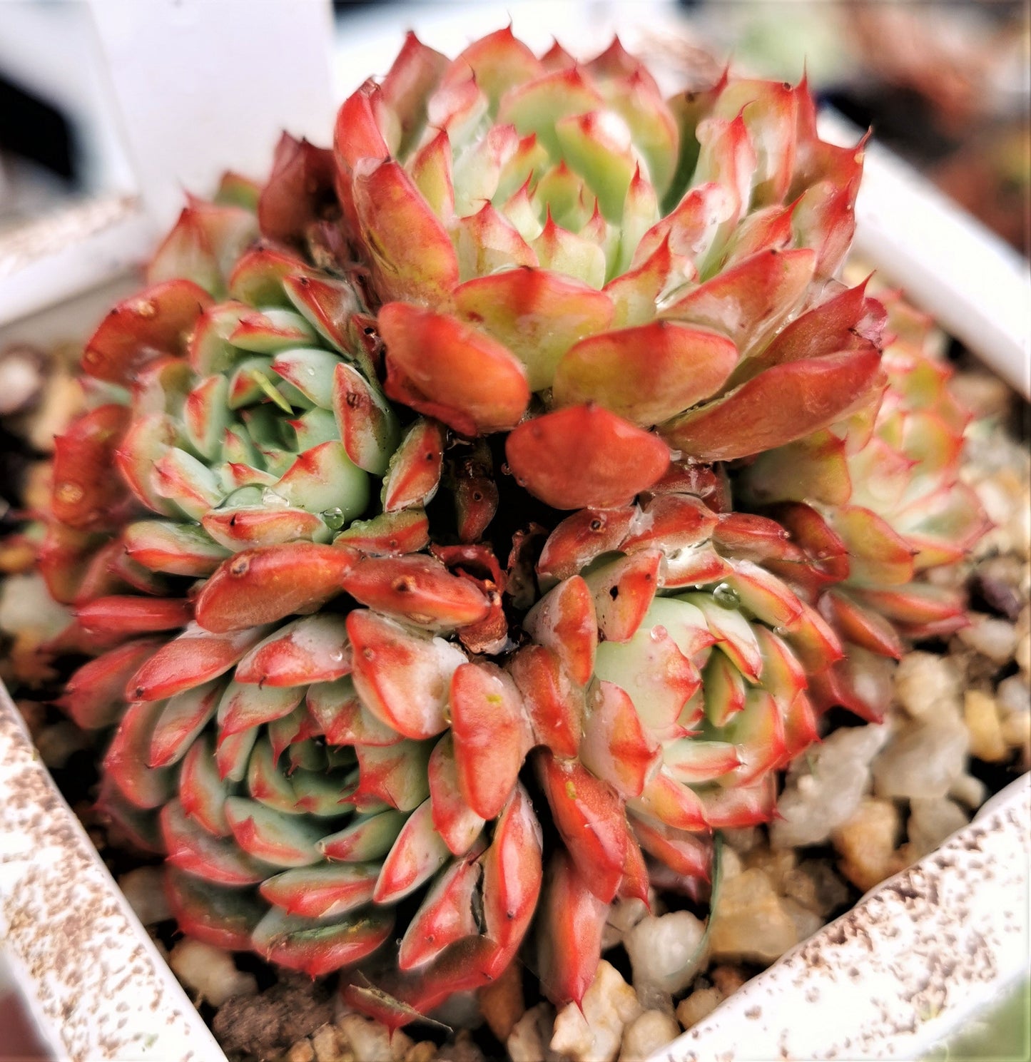 Echeveria blue minima
