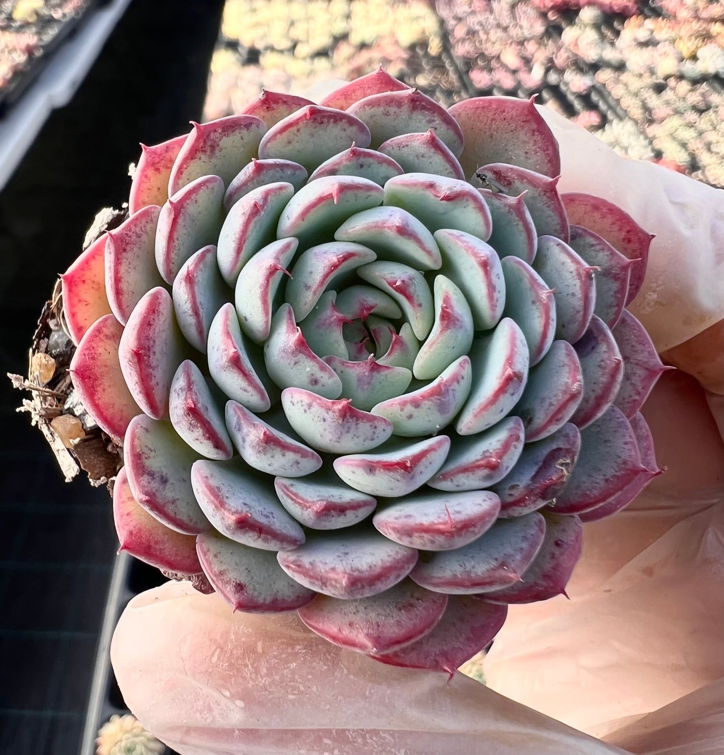 Echeveria blue minima