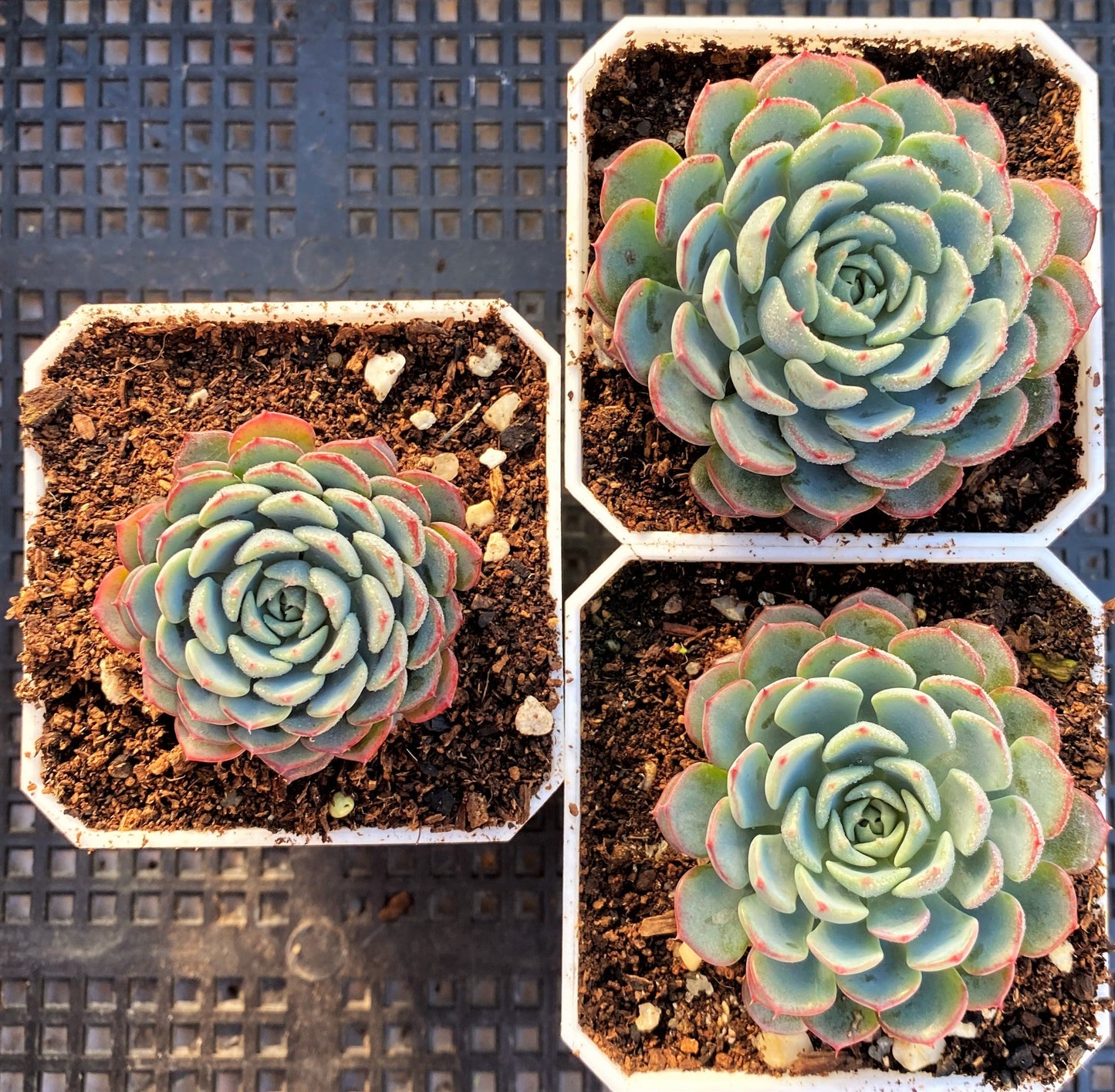 Echeveria blue minima