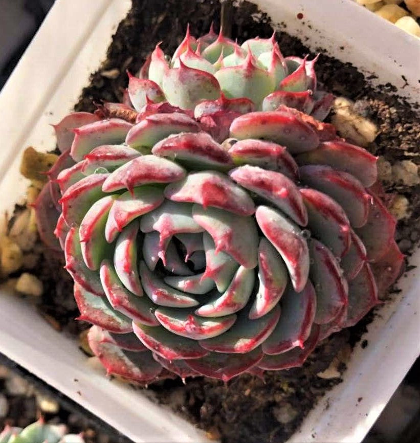 Echeveria blue minima