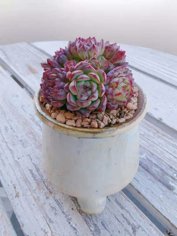Echeveria blue minima