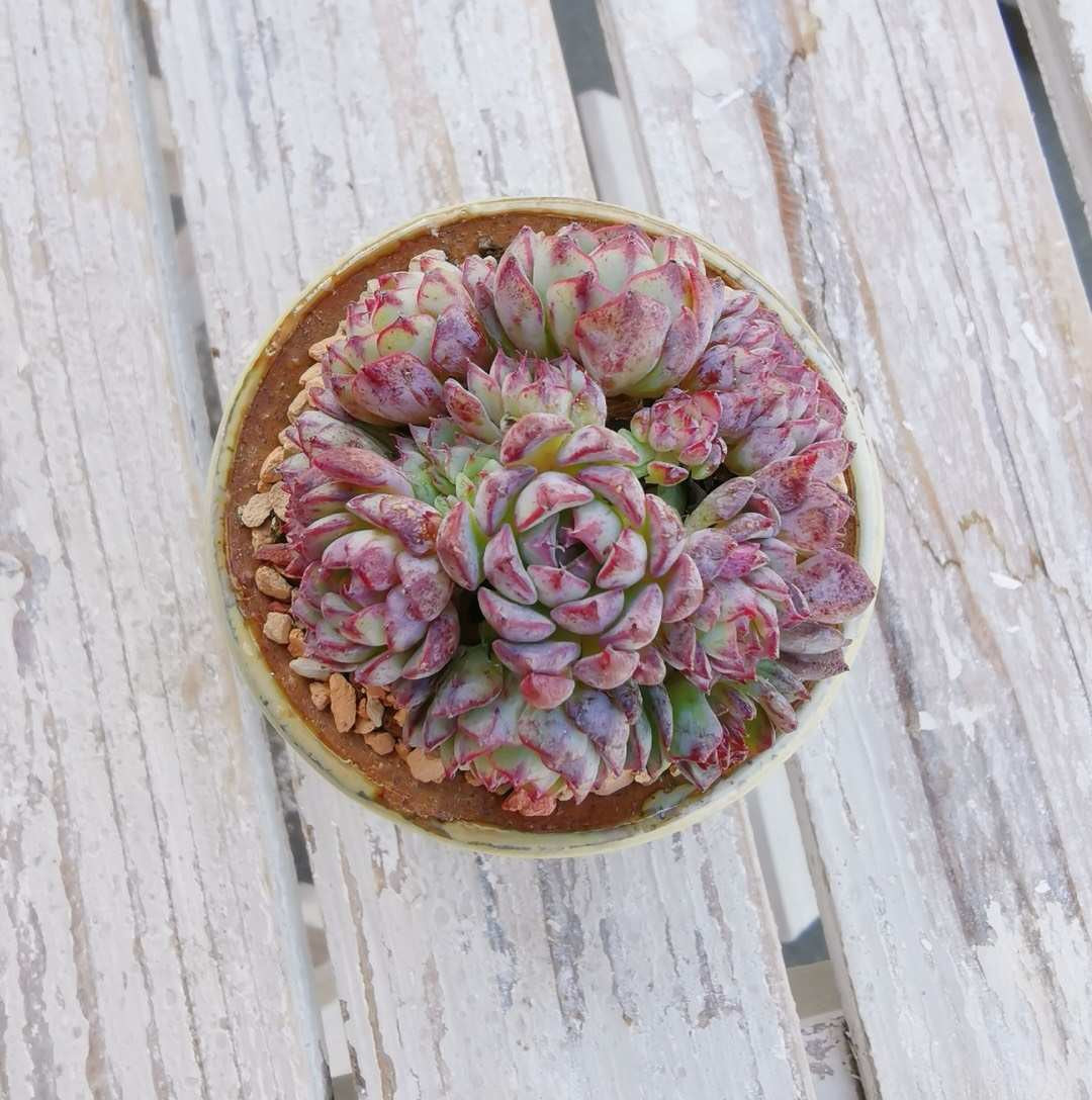 Echeveria blue minima