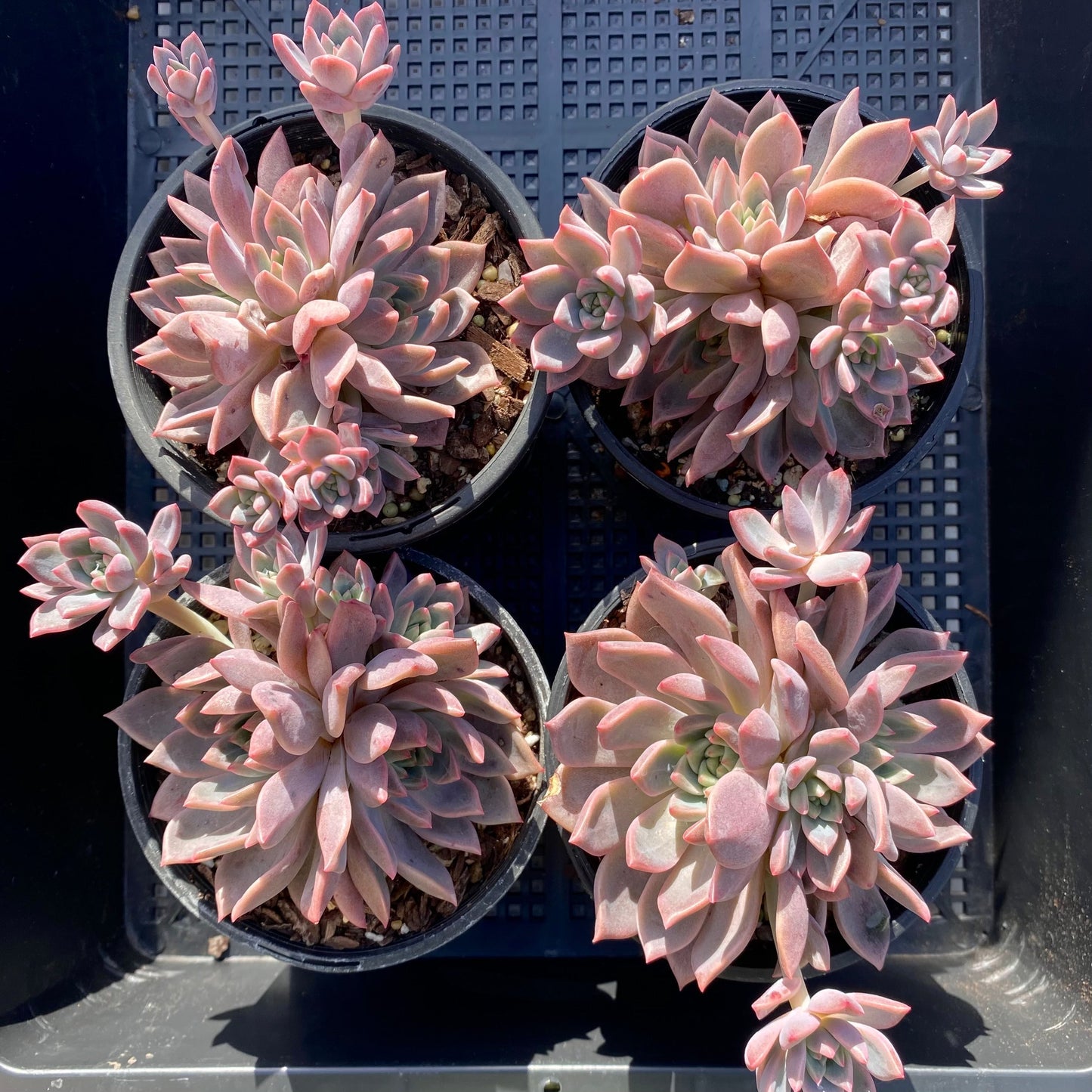 Echeveria bonifica