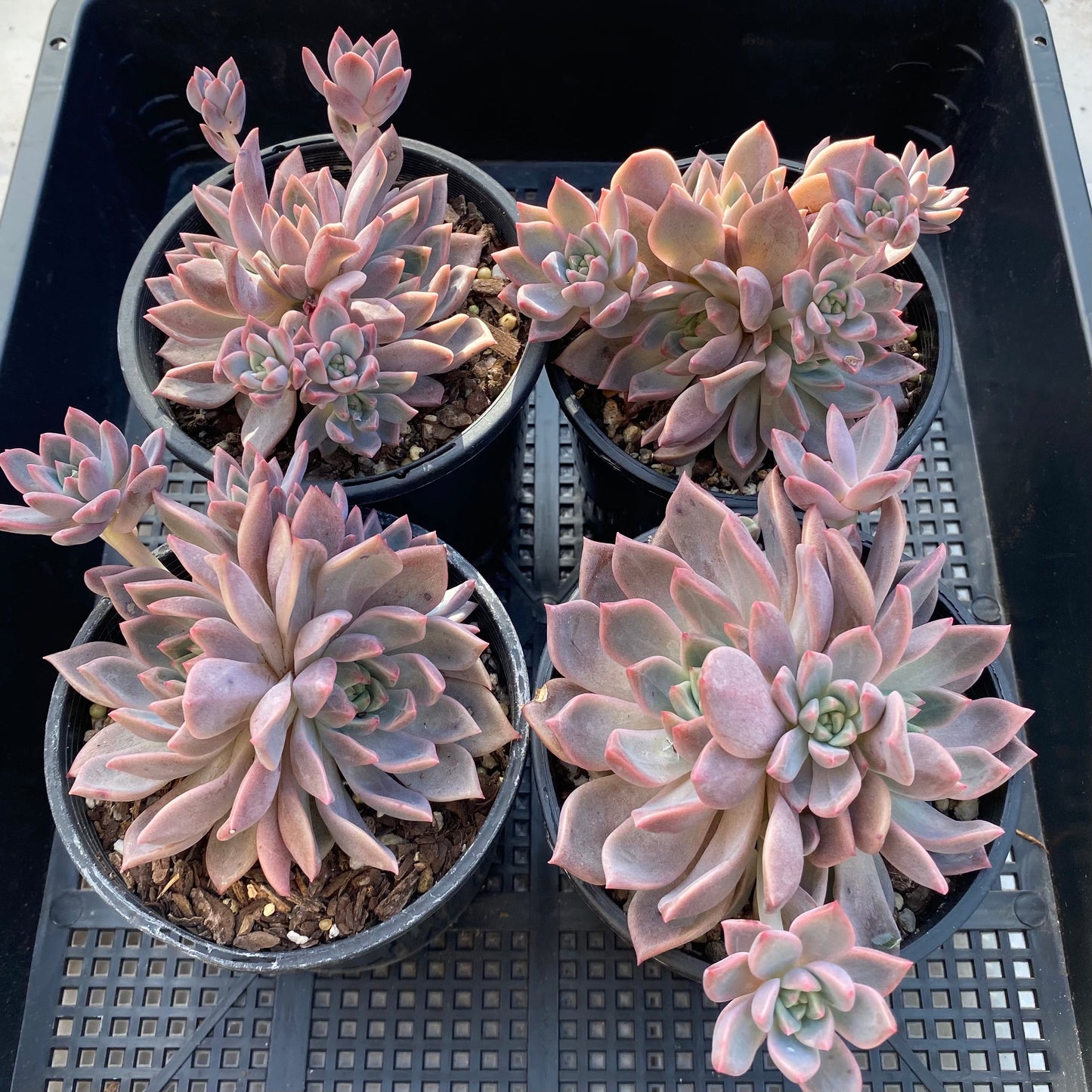 Echeveria bonifica