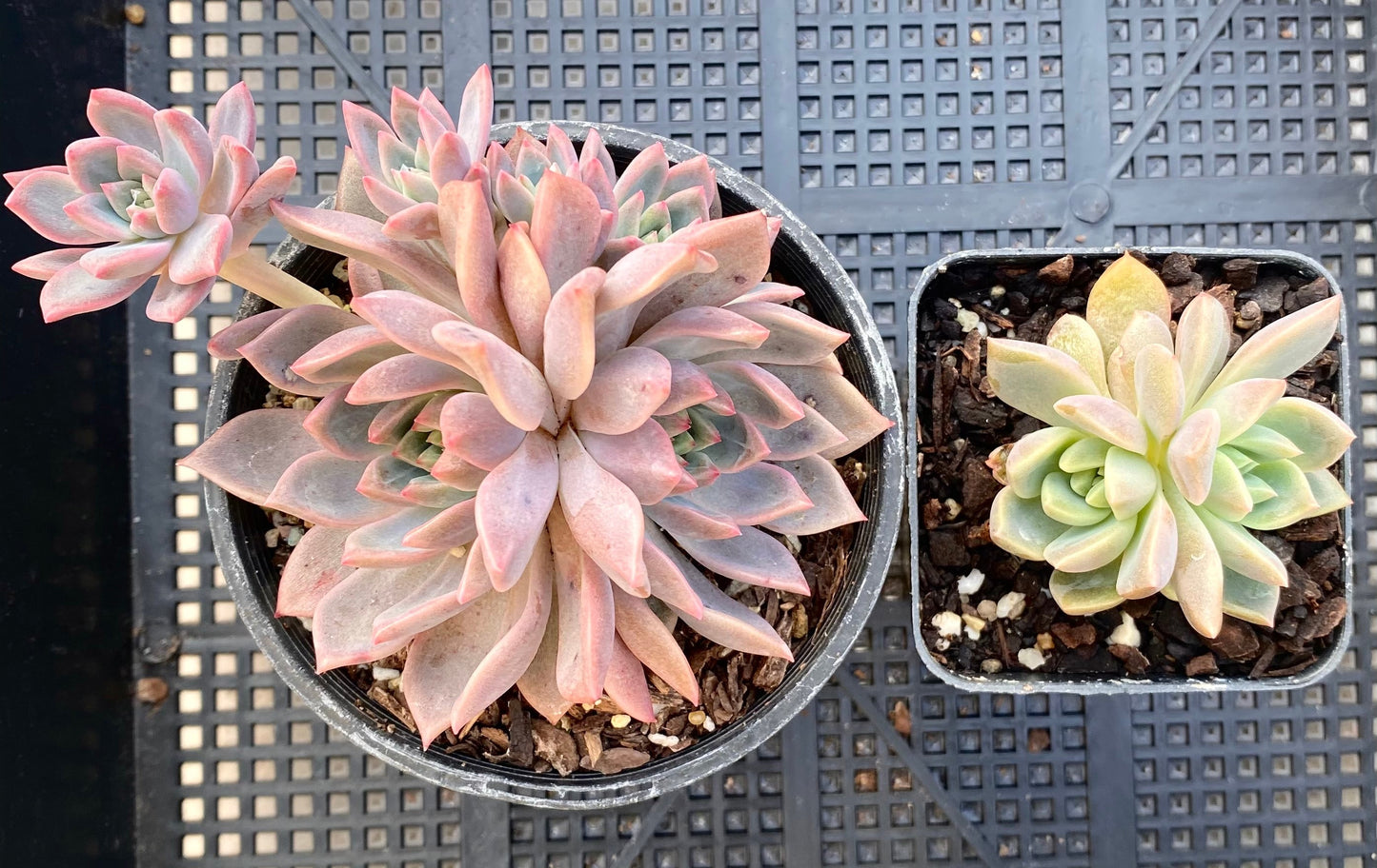 Echeveria bonifica